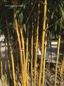 Phyllostachys aurea - detail